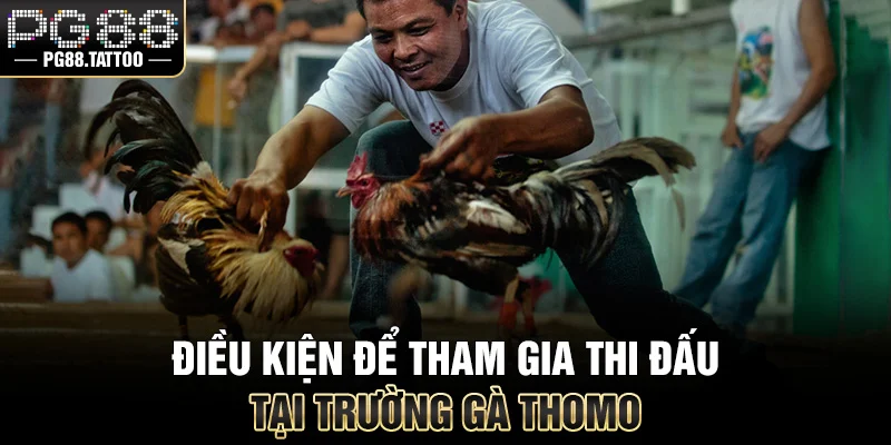 Thomo Là Ở Đâu? Tìm Hiểu Thiên Đường Đá Gà Đẳng Cấp Điều kiện để tham gia thi đấu tại trường gà Thomo