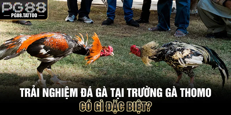 Thomo Là Ở Đâu? Tìm Hiểu Thiên Đường Đá Gà Đẳng Cấp Trải nghiệm đá gà tại trường gà Thomo có gì đặc biệt?