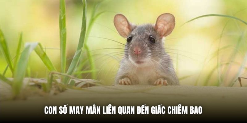 Con số may mắn liên quan đến giấc chiêm bao 