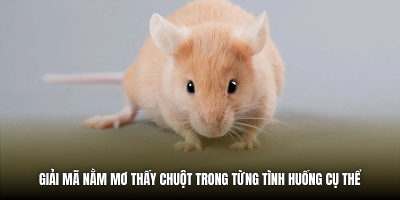 Giải mã nằm mơ thấy chuột trong từng tình huống cụ thể 