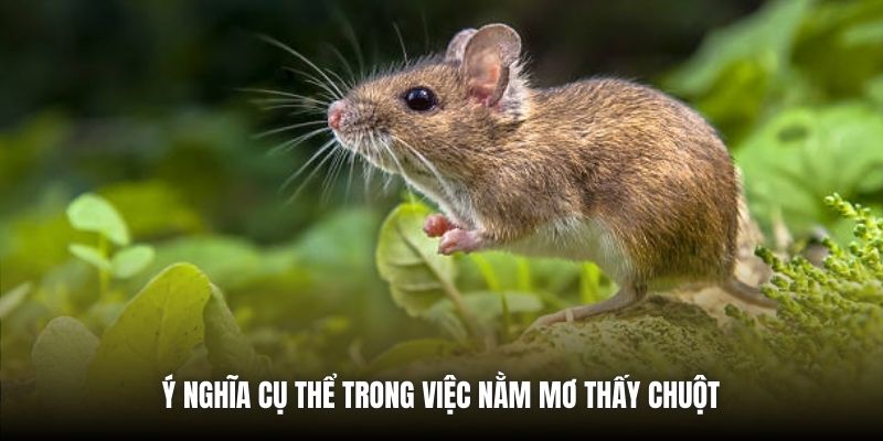 Ý nghĩa cụ thể trong việc nằm mơ thấy chuột 