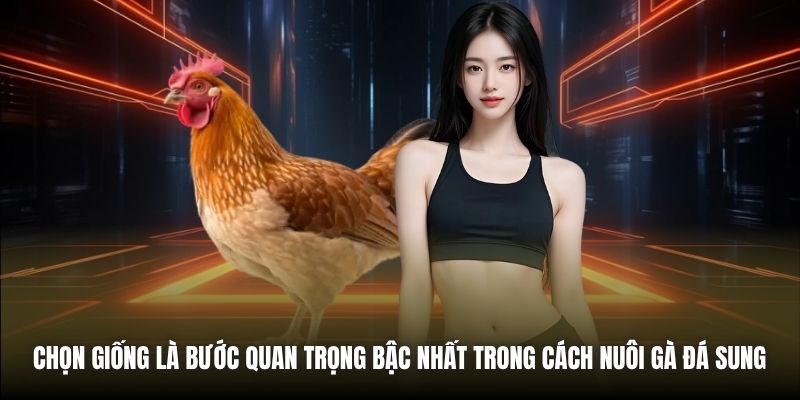Chọn giống là bước quan trọng bậc nhất trong cách nuôi gà đá sung 