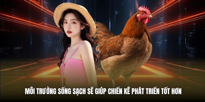 Môi trường sống sạch sẽ giúp chiến kê phát triển tốt hơn